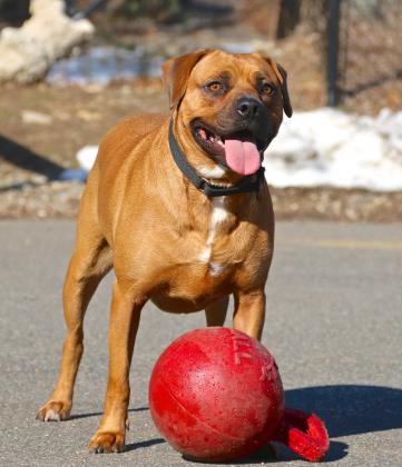 3.20.2017 Pet of the Week-- Ruby