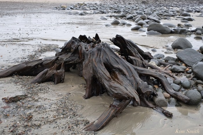 driftwood-pebble-beach-rockport-2-copyright-kim-smith
