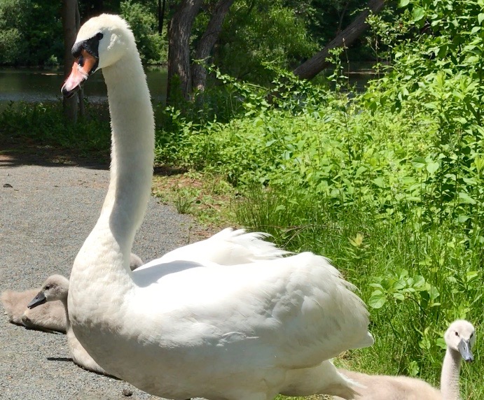 Screen Shot 2017-06-22 at 8.27.53 PM