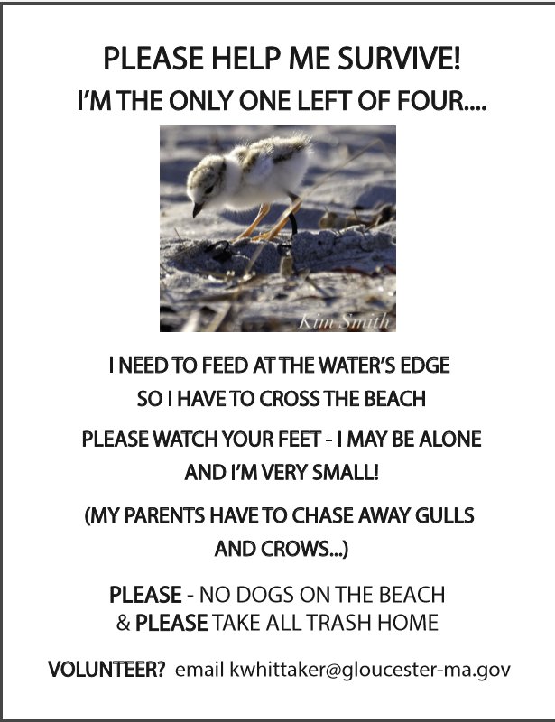 Volunteer Hazel newest flyer