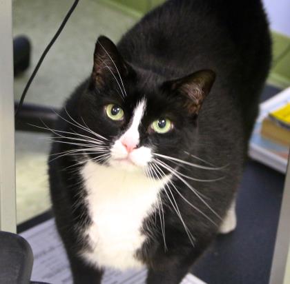 8.21.2017 Pet of the Week--Gracie