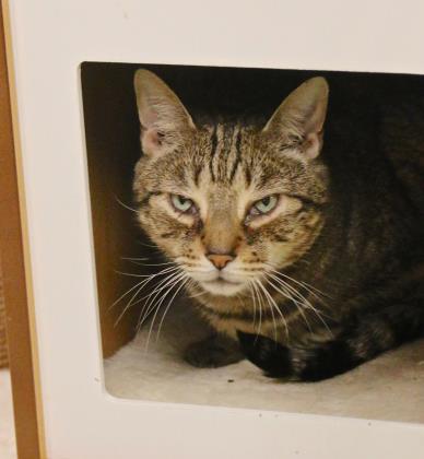 10.2.2017 Pet of the Week--Toby