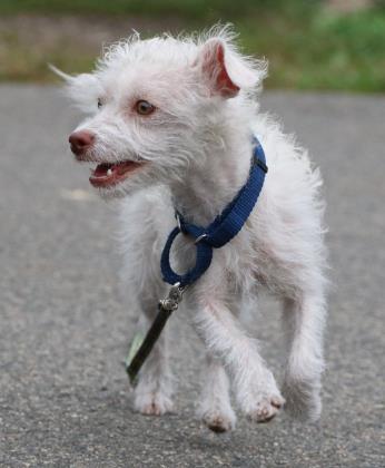 9.25.2017 Pet of the Week--Rose