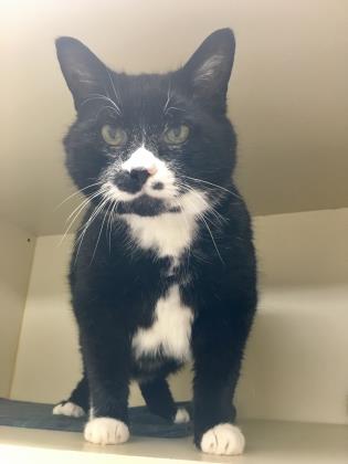 9.4.2017 Pet of the Week--Fred