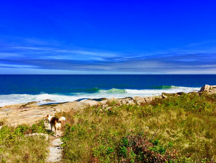 José no longer blowing up Stella's jodhpurs. Happy doggie.