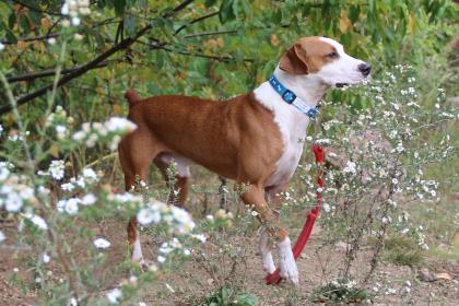 10.23.2017 Pet of the Week--Shiloh