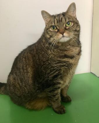 10.30.2017 Pet of the Week-Lulu