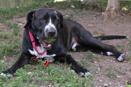 10.9.2017 Pet of the Week--Toby