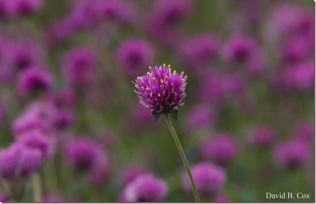 2017 10 16 Cyclocross & Misc walks 010