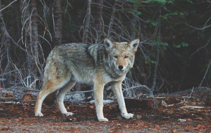 nature-animal-fur-coyote.jpeg