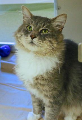 11.13.2017 Pet of the Week-Trilon