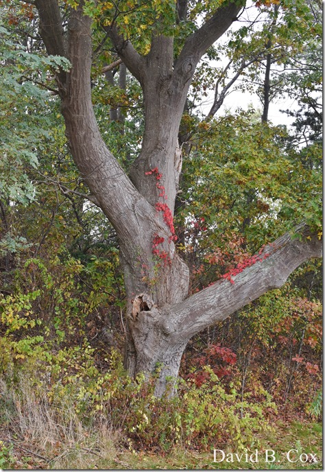 2017 10 26 Sara's Party Walks Ron Gilson's 030