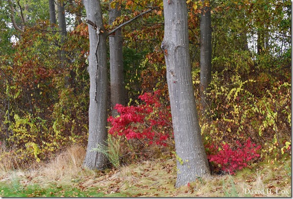 2017 10 26 Sara's Party Walks Ron Gilson's 032