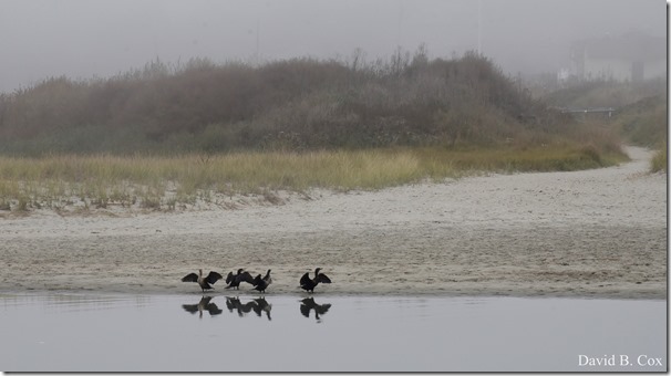 2017 10 26 Sara's Party Walks Ron Gilson's 047