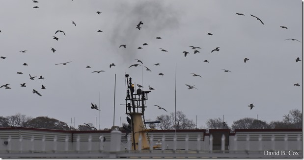 2017 11 16 Misc Walks & Museum 007