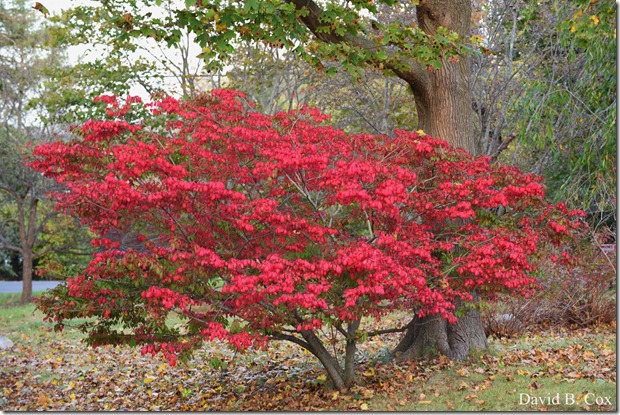 2017 11 3 17 Walks & Haloween 001