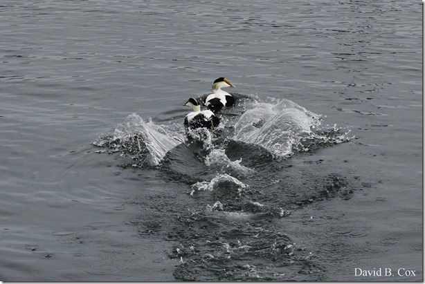 2017 11 3 17 Walks & Haloween 039