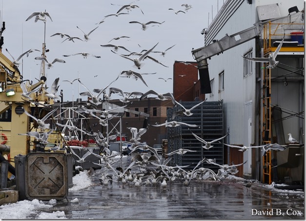 2017 12 11 Very Misc 062