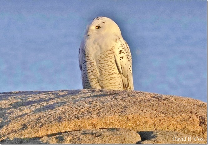 2017 12 20 Misc Sony 060