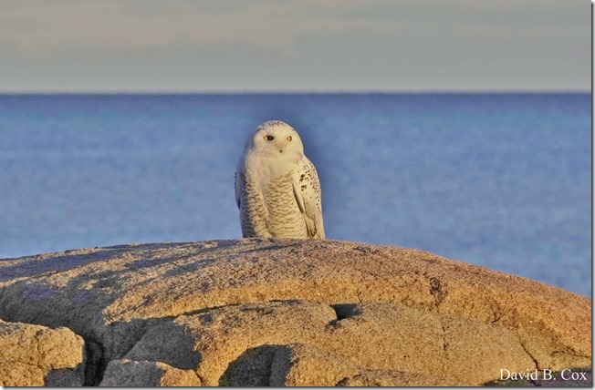 2017 12 20 Misc Sony 063