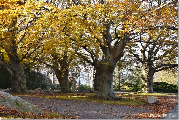 2017 12 4 D750 Misc Squam-Antonetta BDay 001