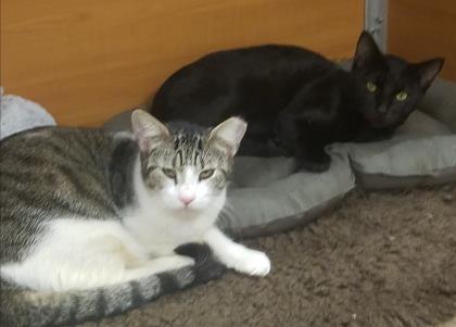 1.22.2018 Pet of the Week--Mr. Tiffany and Champ