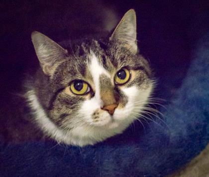 1.8.2018 Pet of the Week--Cleo