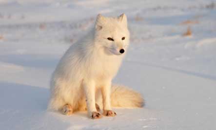 arctic-fox-cub