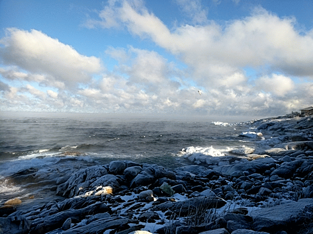 birds soaring blustering single digits January 1 2018 © c ryan