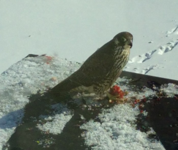 Hawk eating an unfortunate bird on the roof of an office of Gloucester home by the boulevard