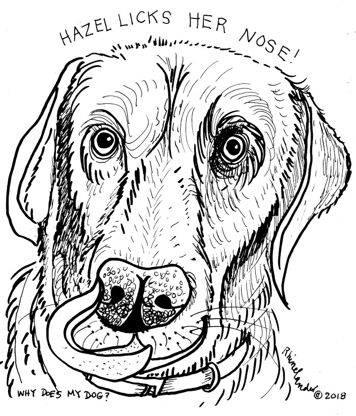 hazel licks her nose444