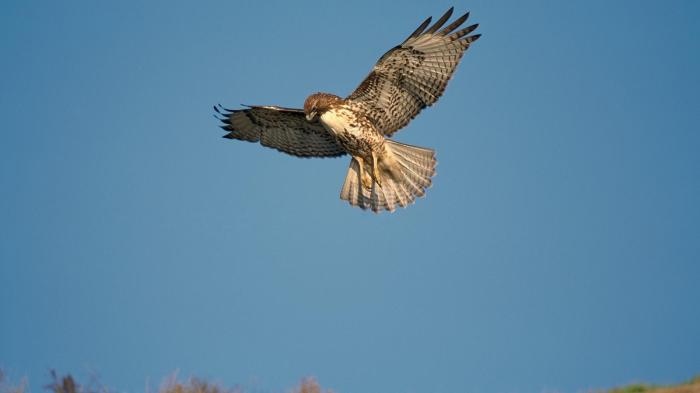 red-tailed-hawk-flying-hunting.ngsversion.1398288736647.adapt.1900.1