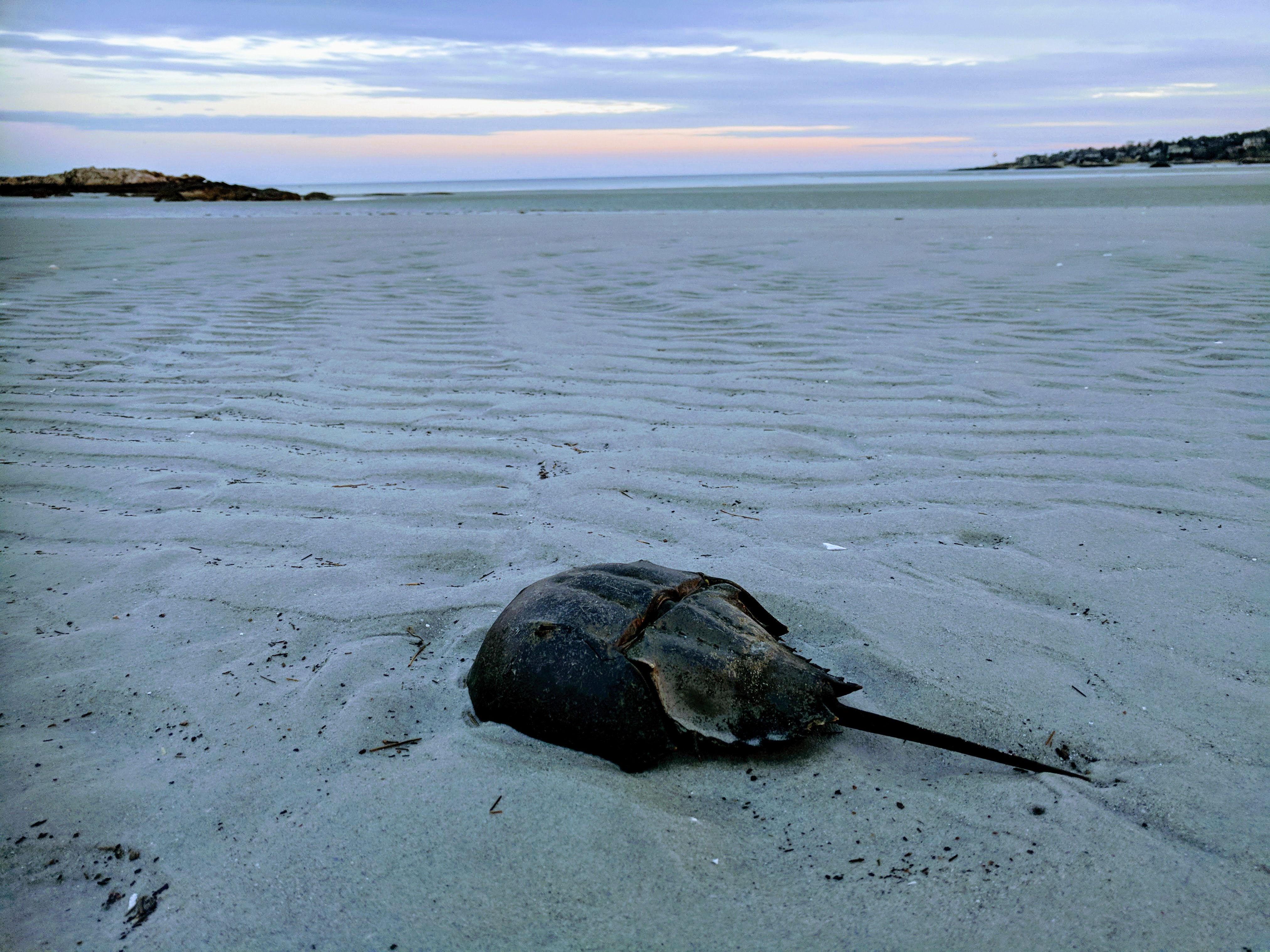 WINTER Wingaersheek Beach Gloucester MA horseshoe crab © C Ryan 20180121_070704.jpg