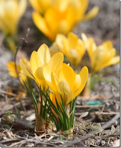 2018 3 29 Walks Blvd-People-Misc 060