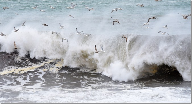 2018 3 8 Birds in SURF & Beach erosian 028