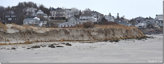 2018 3 8 Birds in SURF & Beach erosian 033