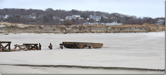 2018 3 8 Birds in SURF & Beach erosian 035