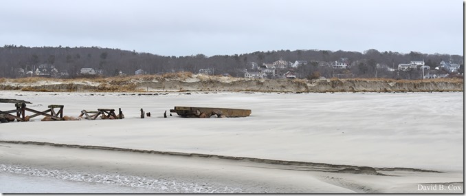 2018 3 8 Birds in SURF & Beach erosian 038