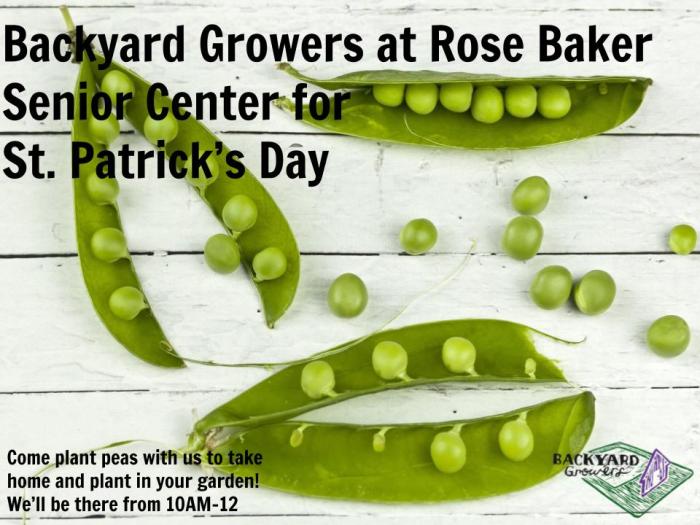 Rose Baker St. Patty Blurb