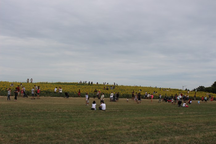 Sunflowers and Gloucester Sept 2016 001