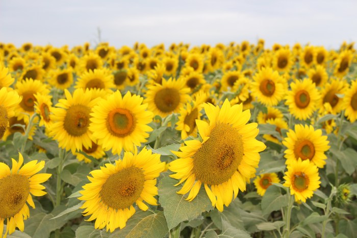 Sunflowers and Gloucester Sept 2016 004