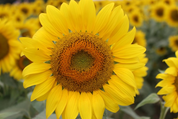 Sunflowers and Gloucester Sept 2016 012