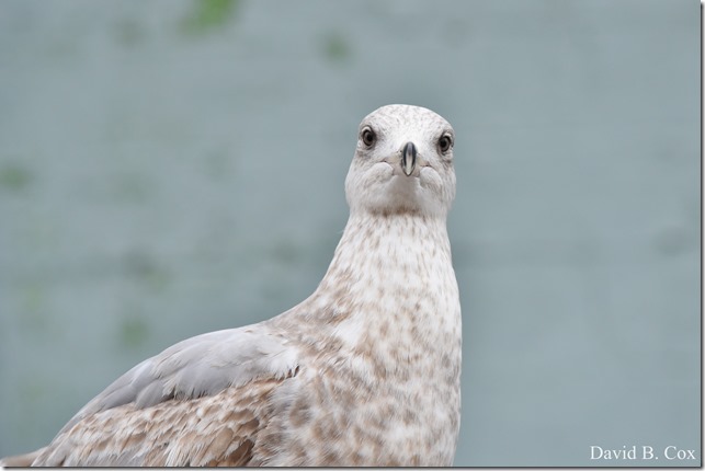 2018 3 31 Gen Gardeners & Misc Walks 014