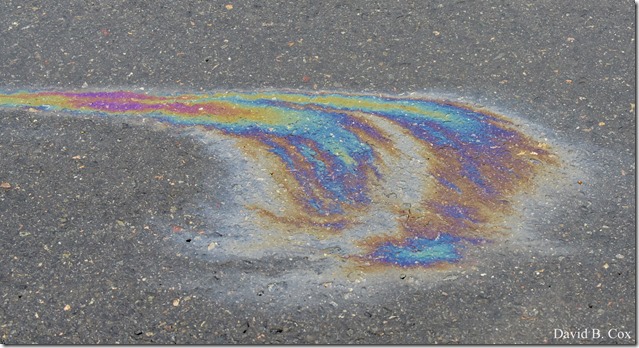 2018 3 31 Gen Gardeners & Misc Walks 016