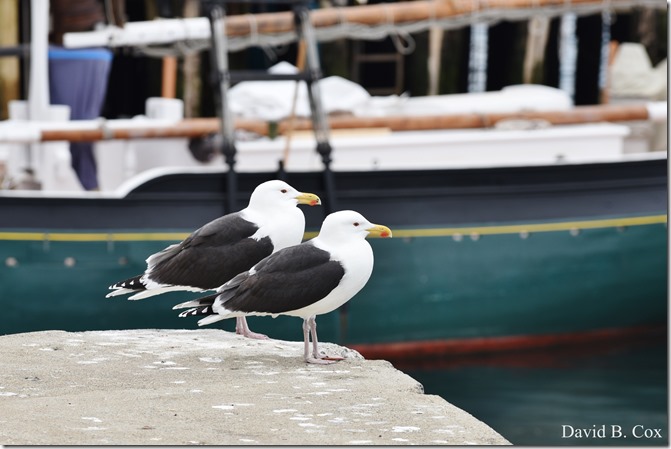 2018 4 14 Misc Walks Waterfront 033