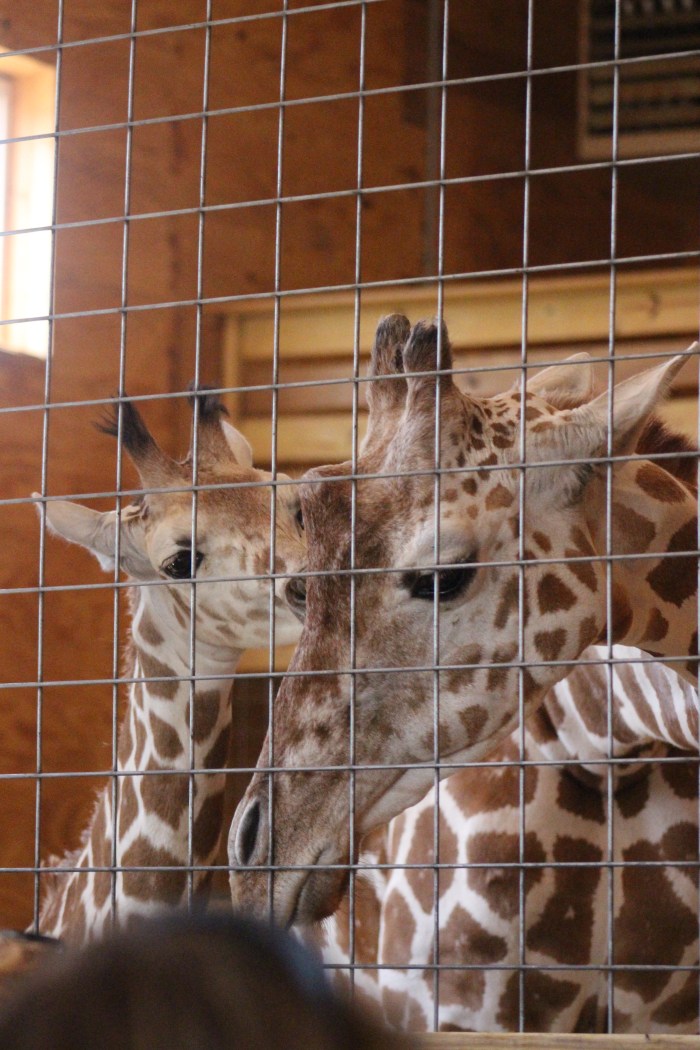 Animal Adventure with Amy and Mike 006