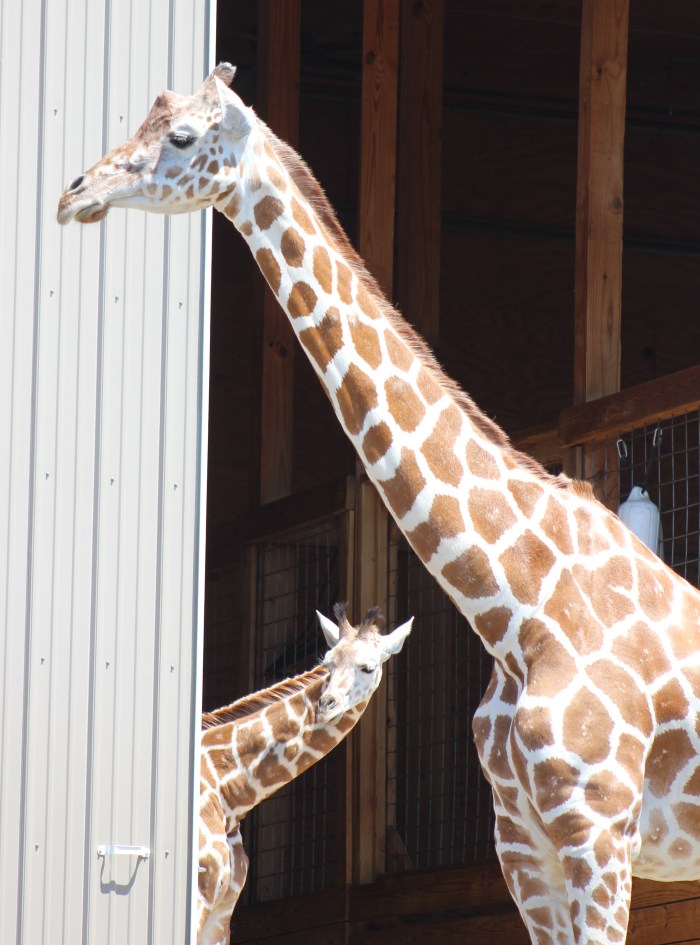 Giraffes at Animal Adventure 015