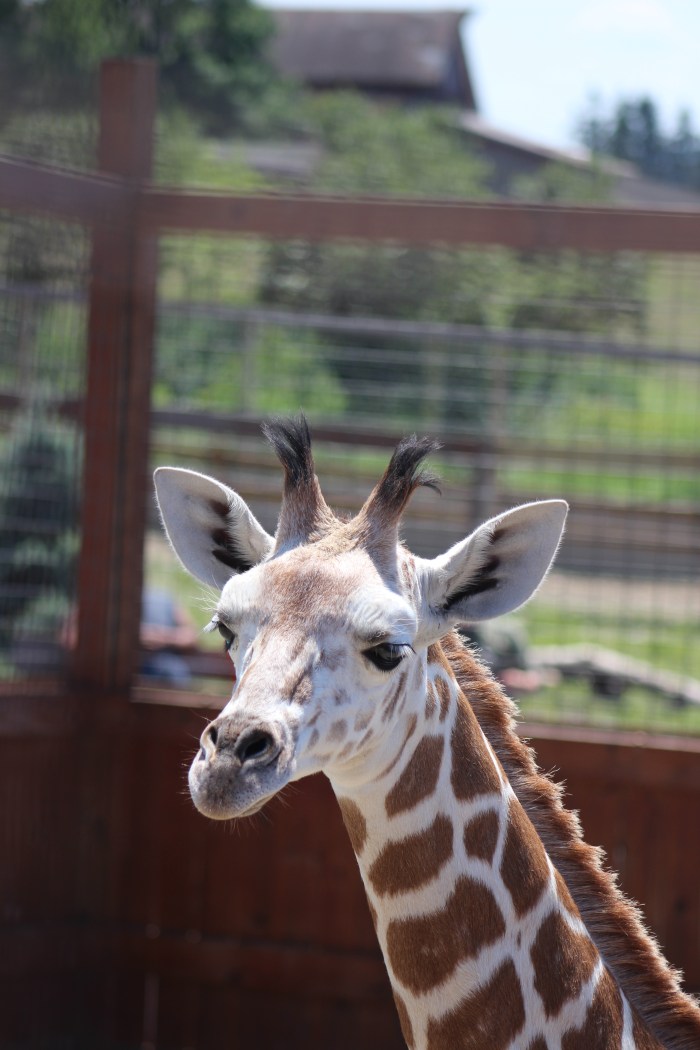 Giraffes at Animal Adventure 038