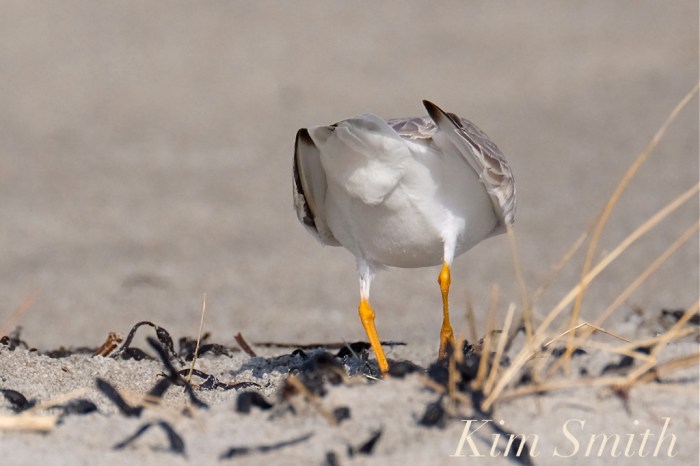 piping-plover-male-cloaca-breeding-courtship-good-harbor-beach-gloucester-ma-copyright-kim-smith1