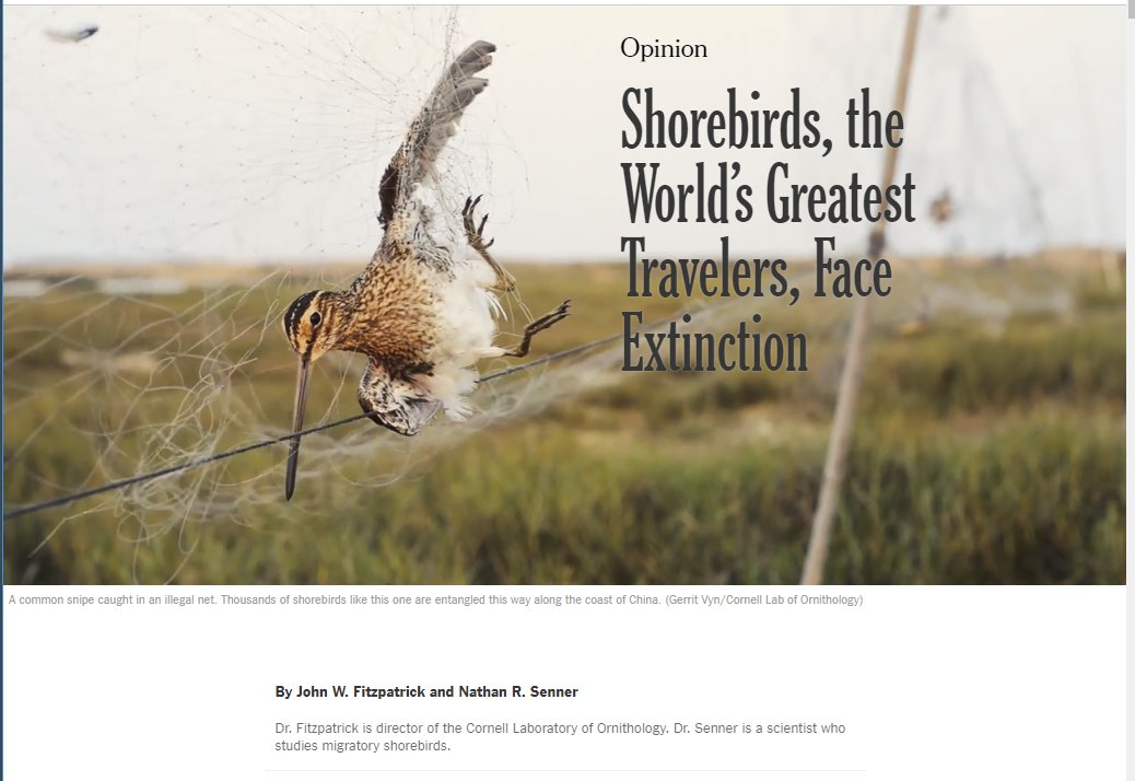 Shorebirds New York Times John Fitzpatrick Nathar Senner